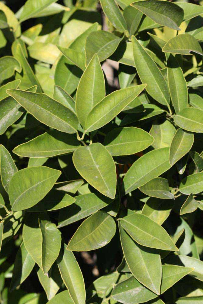            Sun leaves (Riverside, CA)   